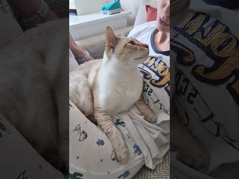 Lynx point Siamese cat loves his owner #lynxpointsiamese #cat
