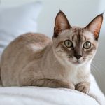 Lynx Point Siamese Cats: The Striking Beauty of Wild Elegance